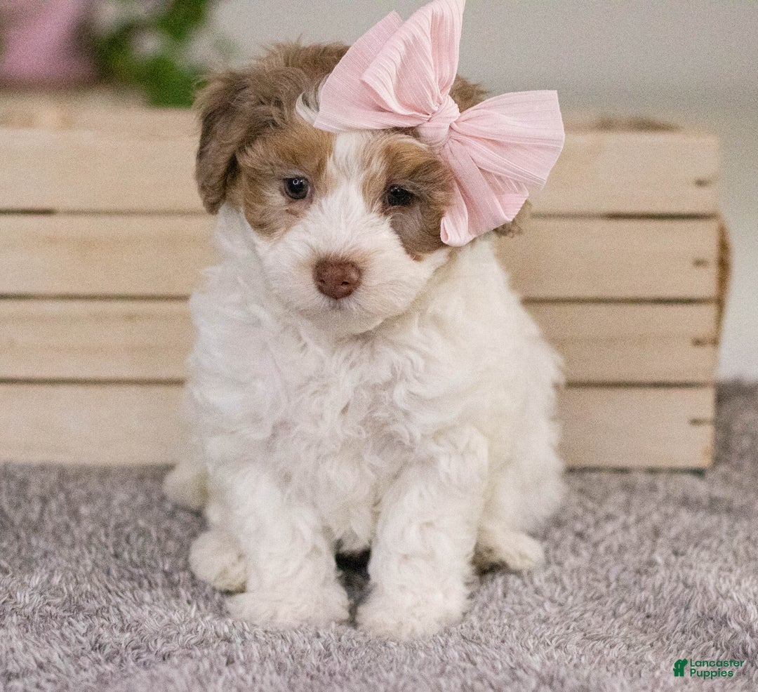 Mini Aussiedoodle dogs for sale: Mabel-petite size - Ad 3