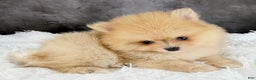 Pomeranian dogs for sale: Pomeranian Puppy 2 - Ad 2