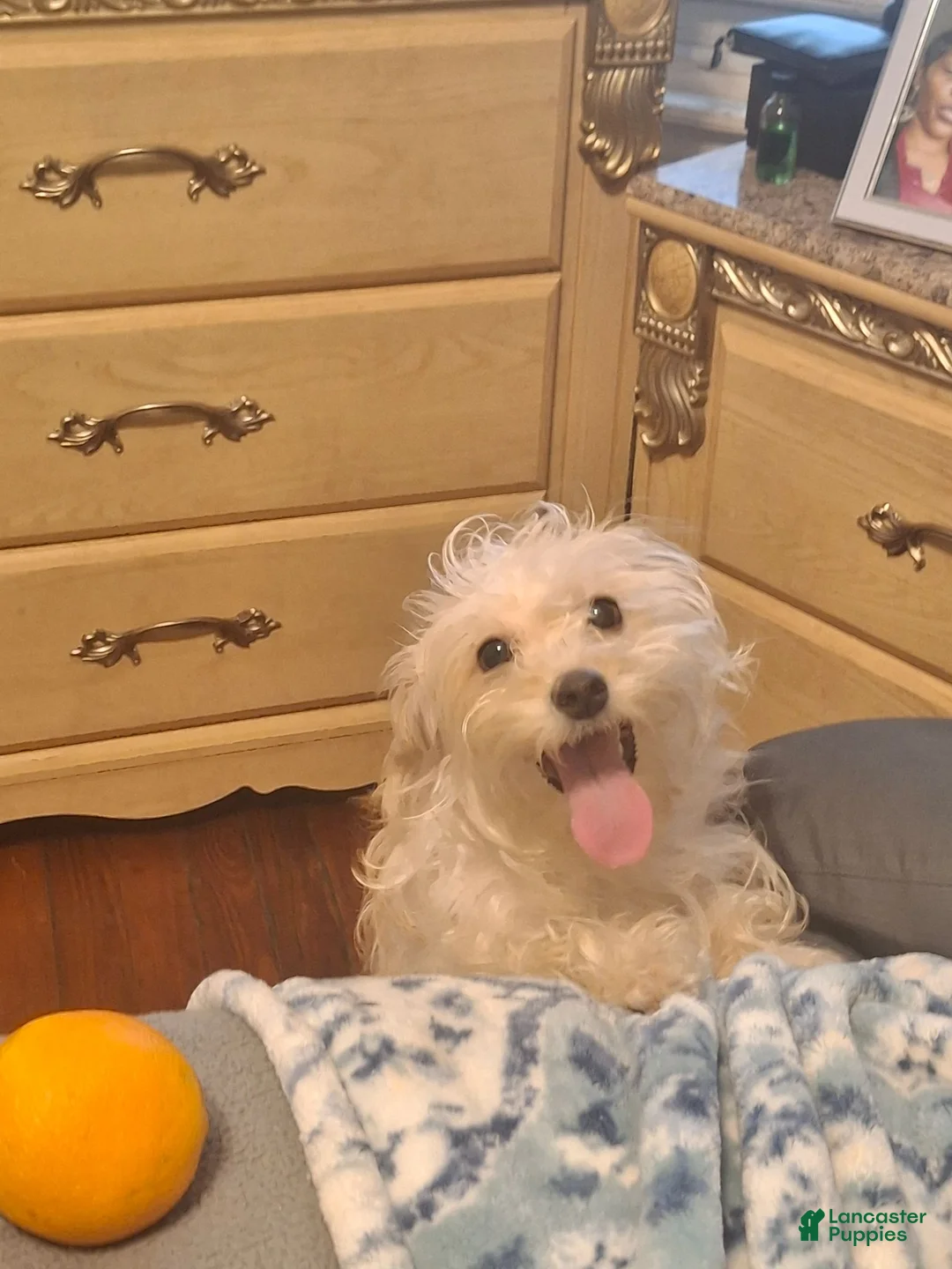 Yorkiepoo dogs for sale: Yorkiepoo 2 - Ad 2