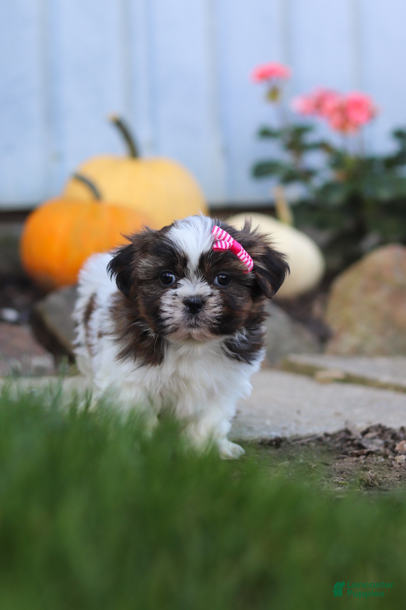 Daisy (Shih Tzu, Female) in Millersburg, OH