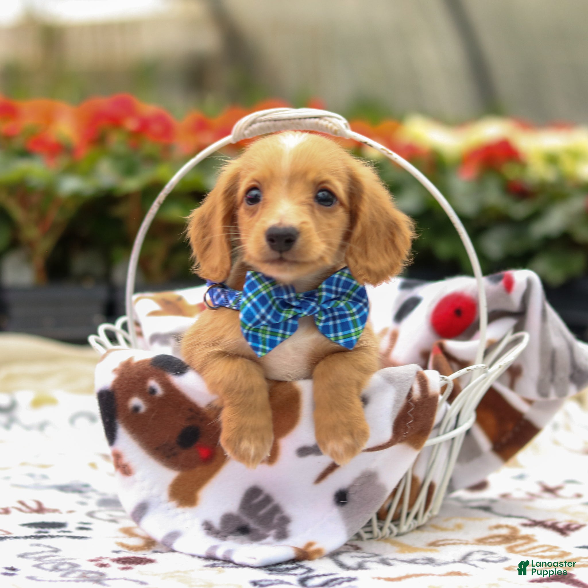 Miniature Dachshund dogs Hank - Ad 13
