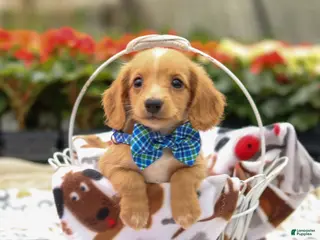 Miniature Dachshund dogs Hank - Ad 13