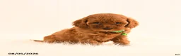 Cavapoo dogs for sale: Irene - Ad 5