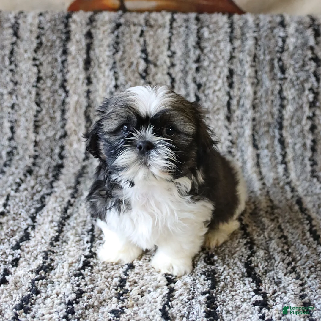 Shih Tzu dogs for sale: Remi  - Ad 3