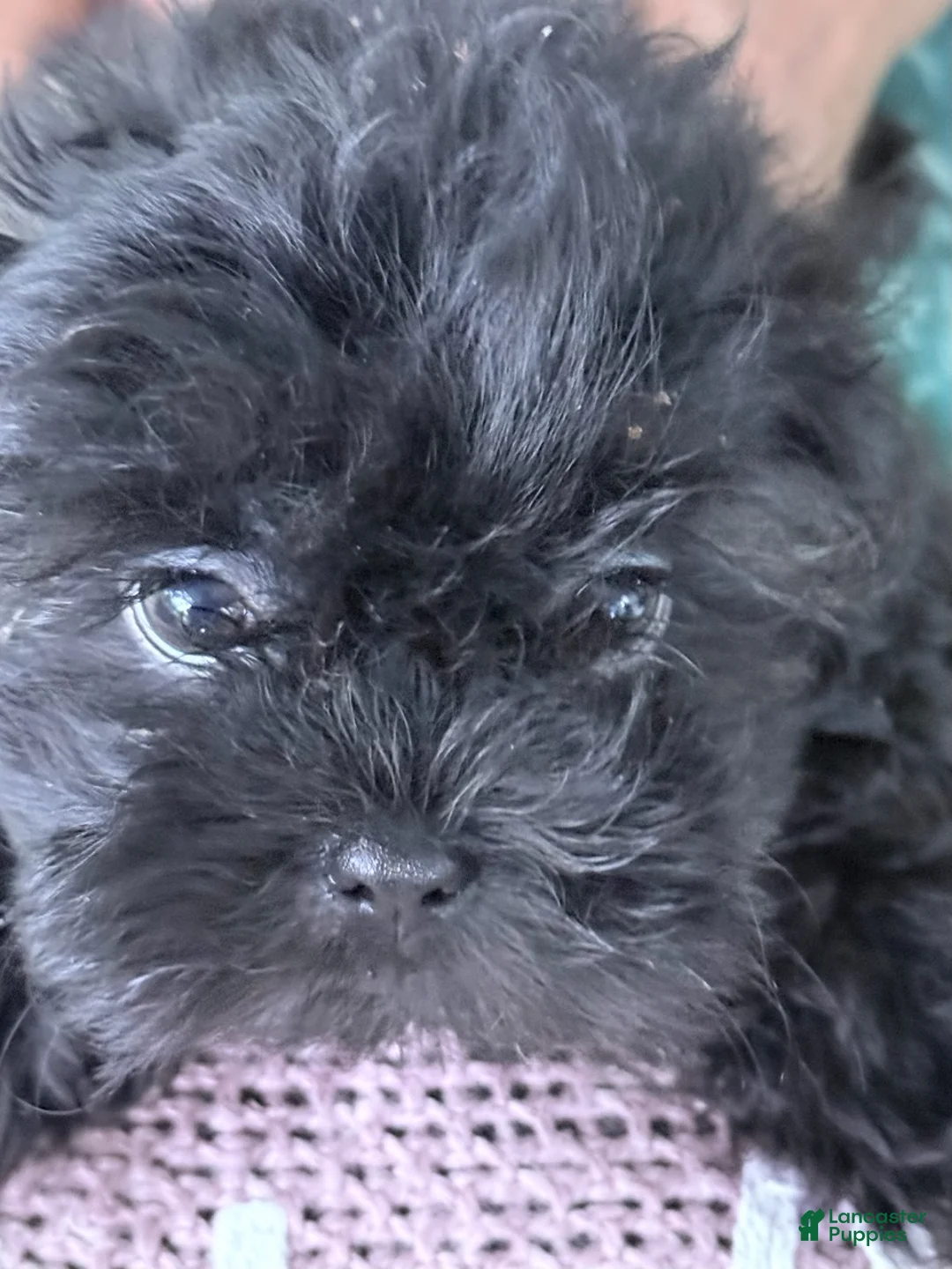 Shih Tzu dogs for sale: Dana - Ad 1