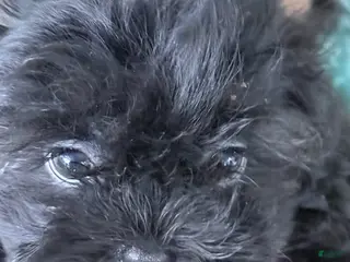 Shih Tzu dogs for sale: Dana - Ad 3