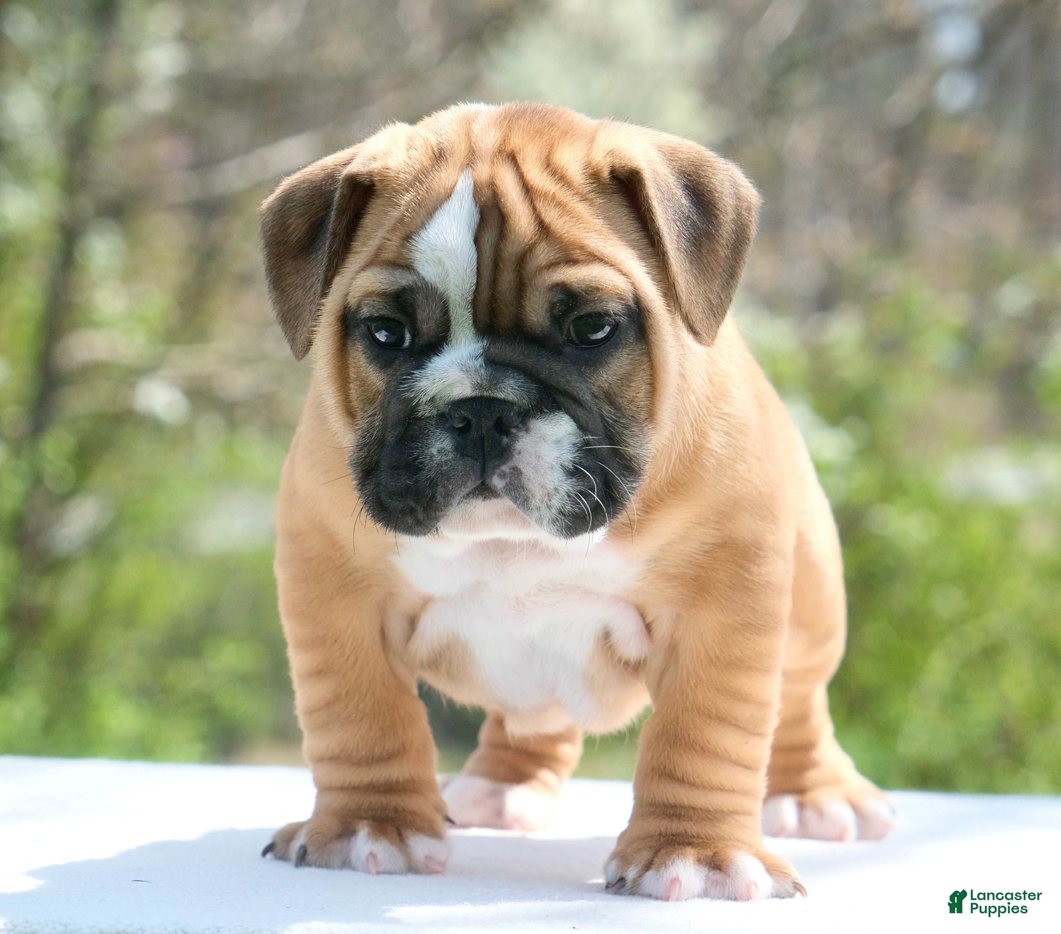English Bulldog dogs Gucci - Ad 1