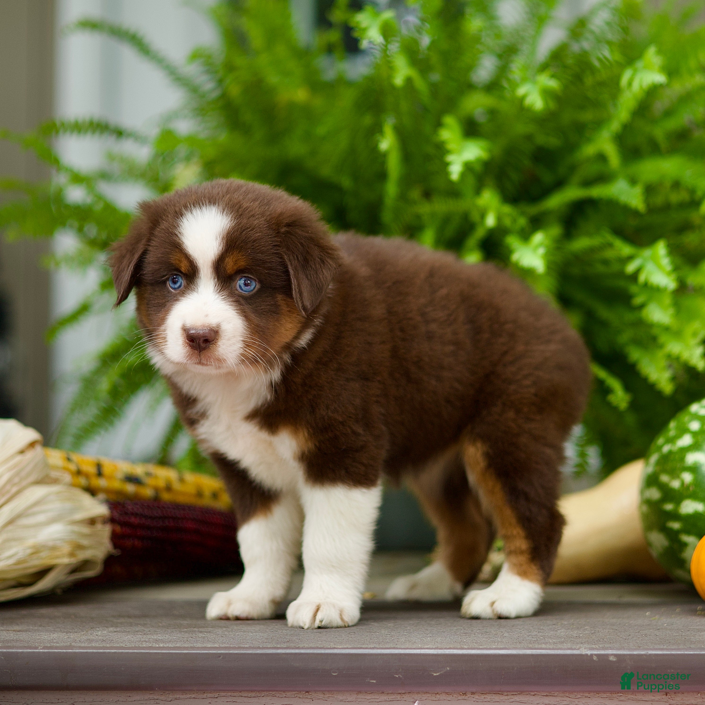 Miniature Australian Shepherd dogs Tori - Ad 2