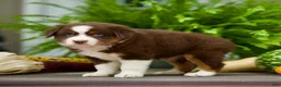 Miniature Australian Shepherd dogs for sale: Tori - Ad 2