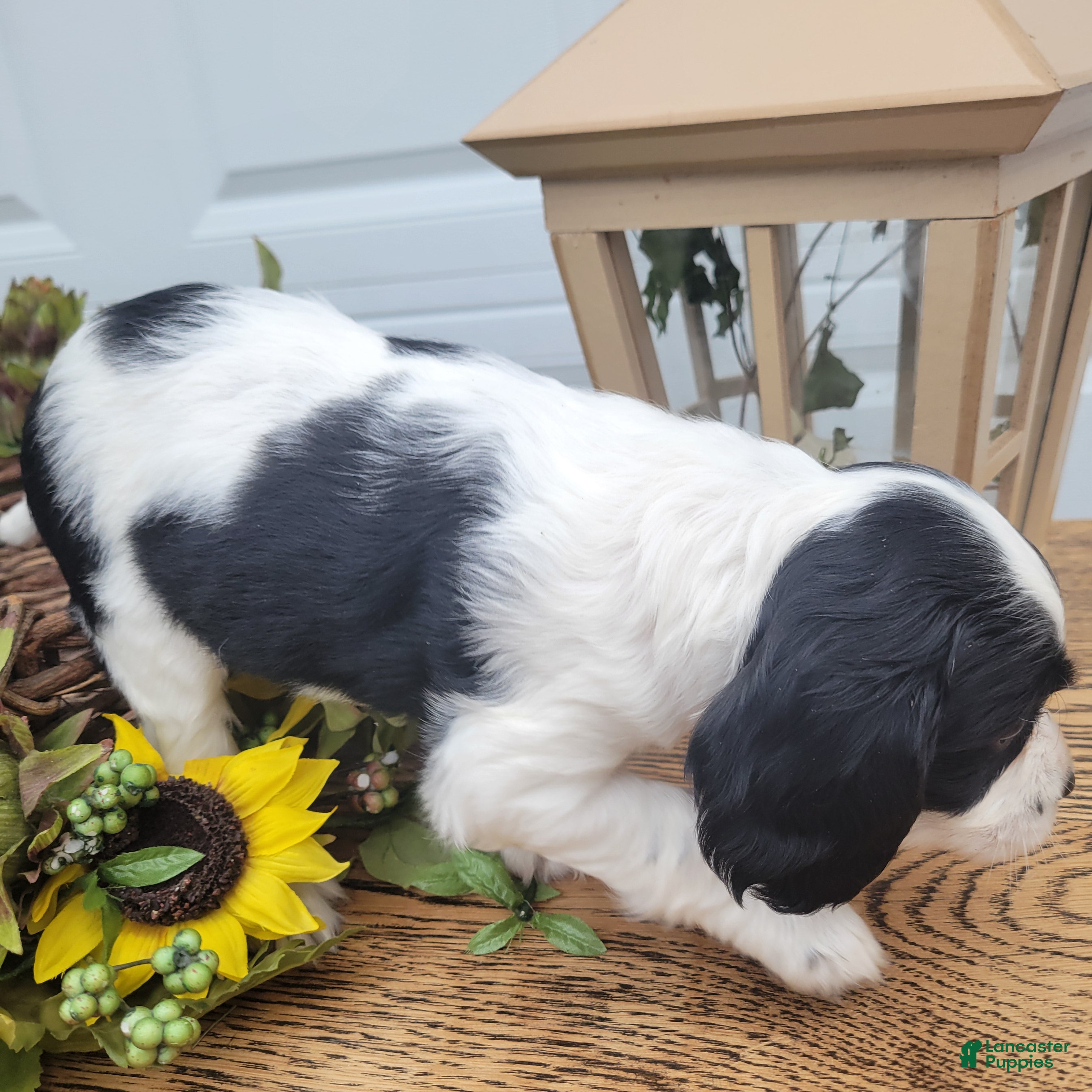 Mixed Breed dogs Skippy - Ad 2