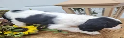 Mixed Breed dogs for sale: Skippy - Ad 2