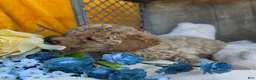 Toy Poodle dogs for sale: Sandy - Ad 4