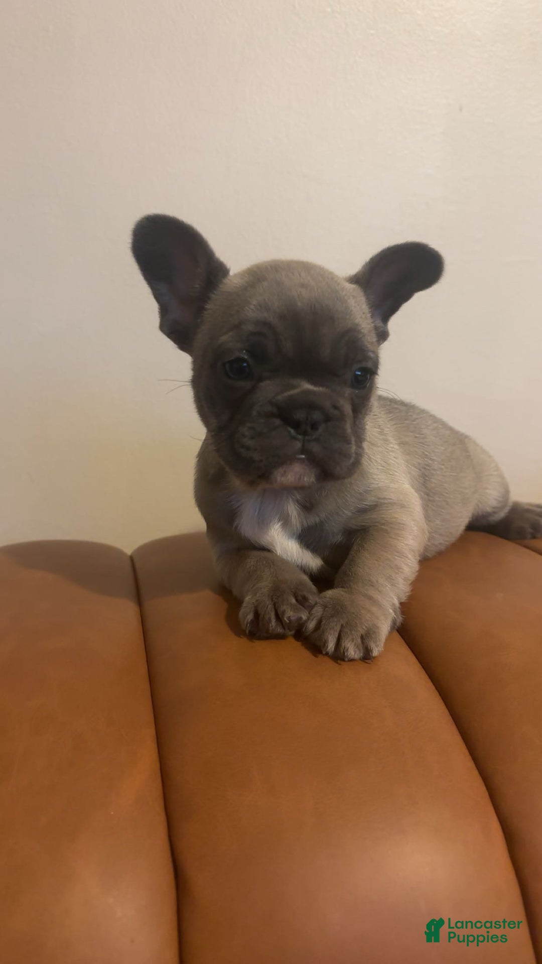 French Bulldog dogs for sale: French Bulldog Puppy 1 - Ad 2