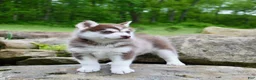 Pomsky dogs for sale: Violet - Ad 3