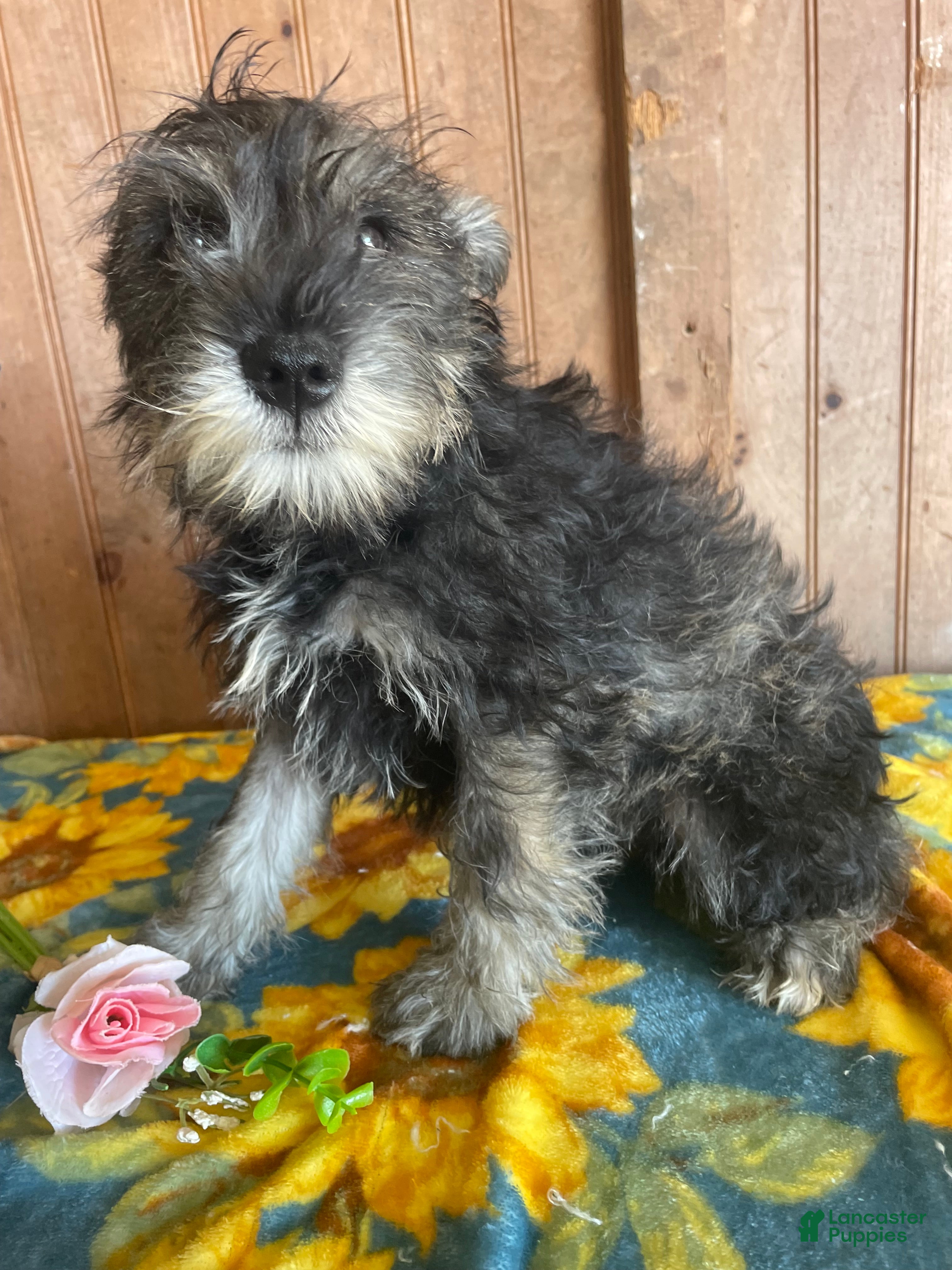 Miniature Schnauzer dogs Axel - Ad 34