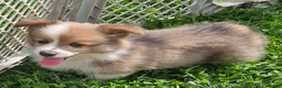 Welsh Corgi Pembroke dogs for sale: Dazzling Danny - Ad 19