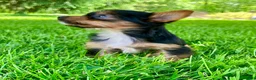 Yorkshire Terrier dogs for sale: Ava - Ad 3