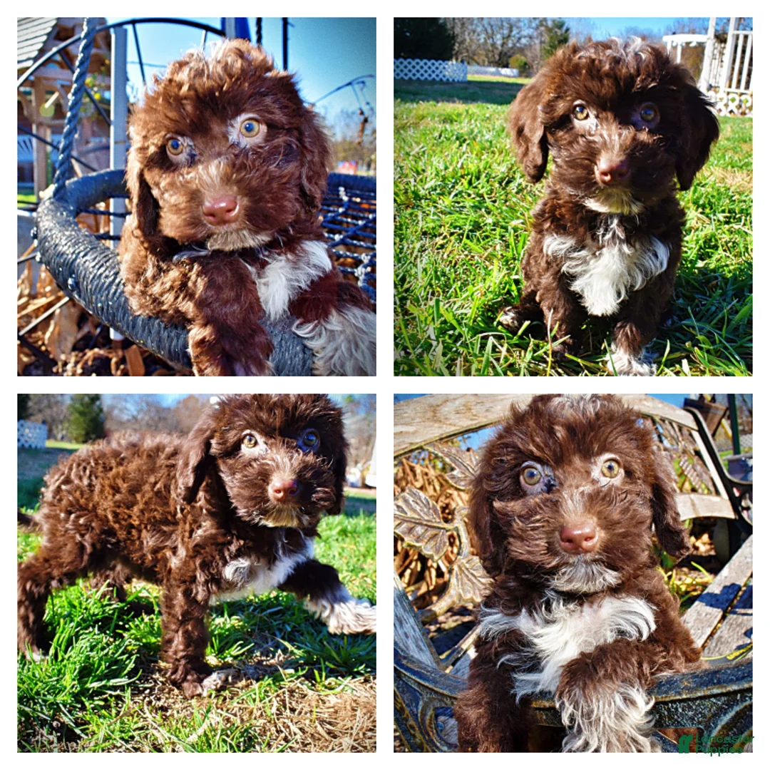 Havapoo dogs for sale: Sunny - Ad 1