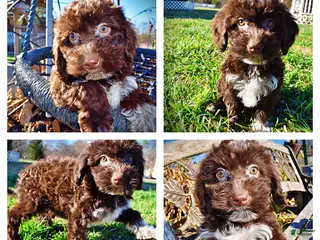 Havapoo dogs Sunny - Ad 11