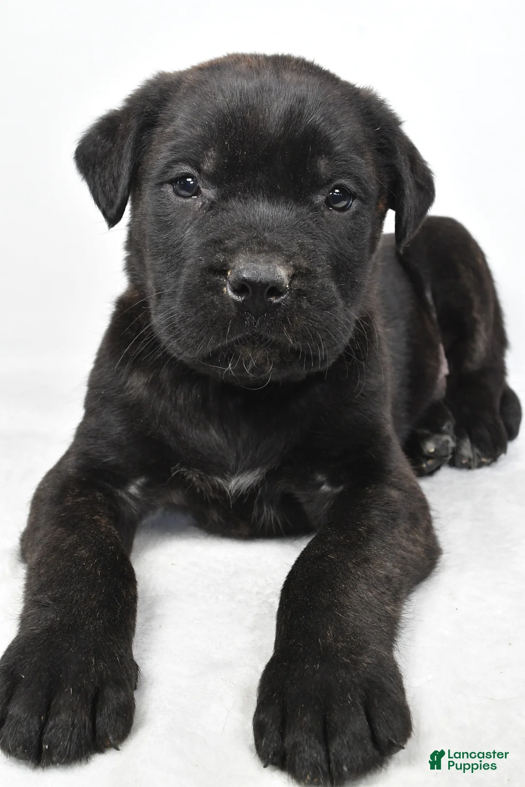 English Mastiff dogs for sale: Buddy - Ad 3