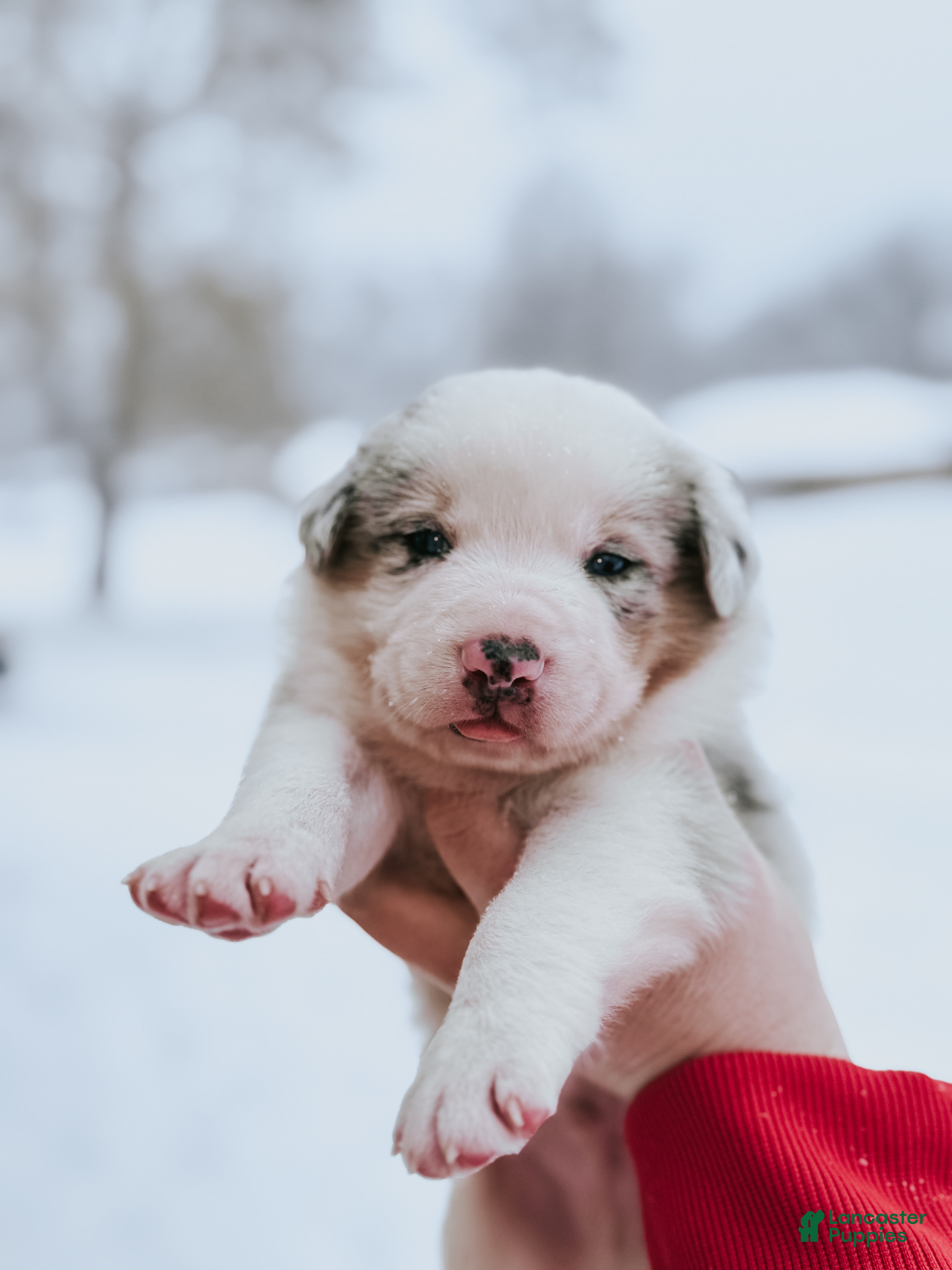 Border Collie dogs Ruger  - Ad 31