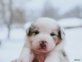 Border Collie dogs Ruger - Ad 30