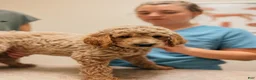 Goldendoodle dogs for sale: Thomas - Ad 6