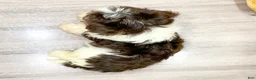 Havanese dogs for sale: Max - Ad 5