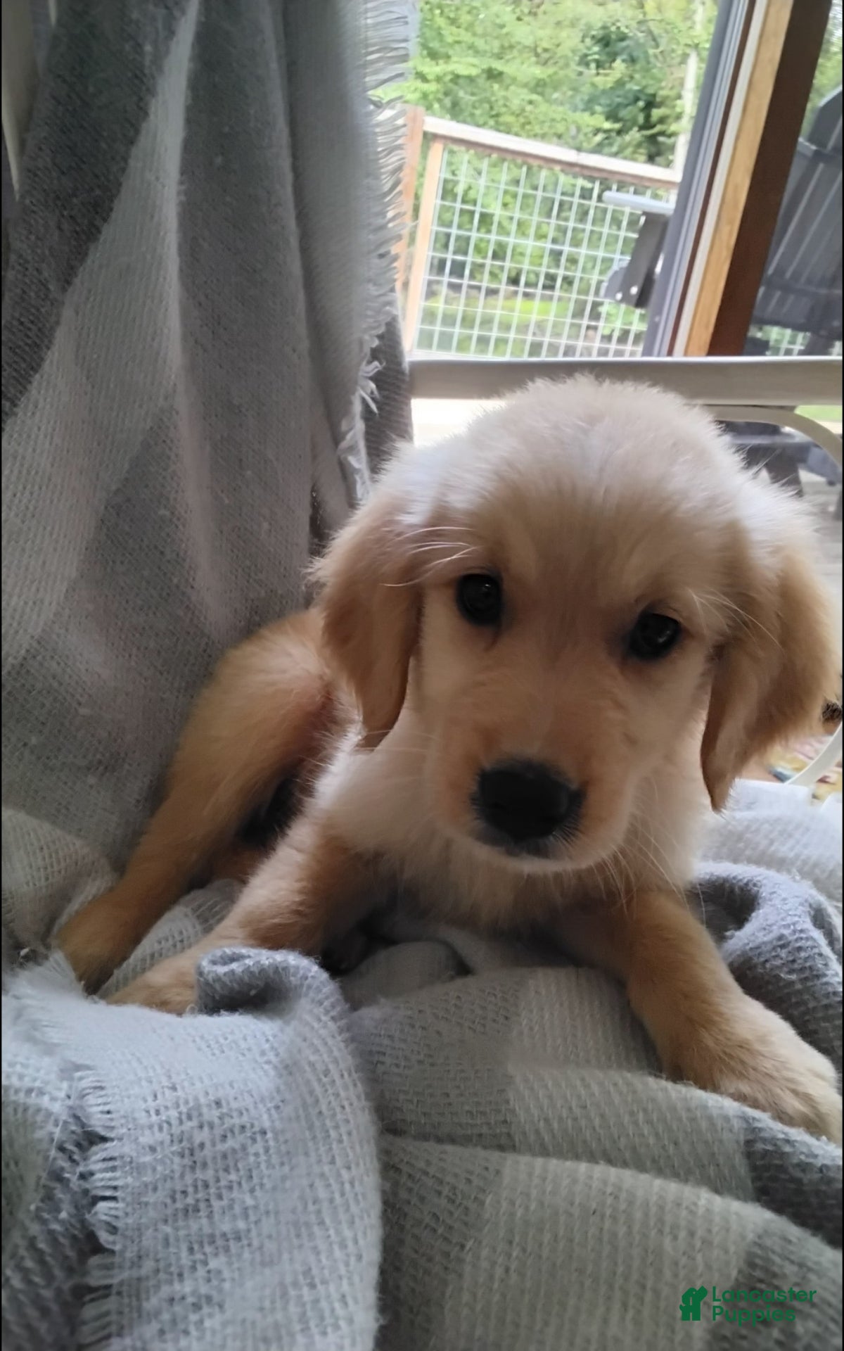 Golden Retriever dogs Ranger - Ad 1