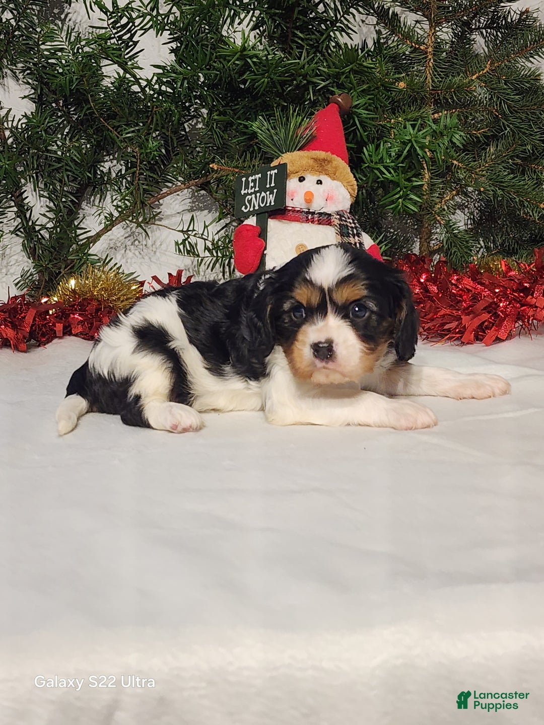 Cavalier King Charles Spaniel dogs for sale: Jerry - Ad 5