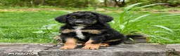 Bernedoodle dogs for sale: Lester - Ad 2