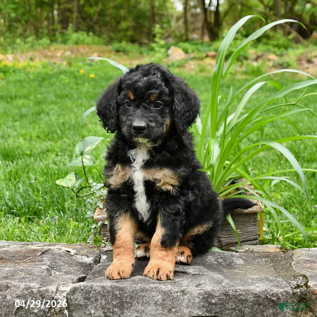 Bernedoodle dogs for sale: Lester - Ad 2