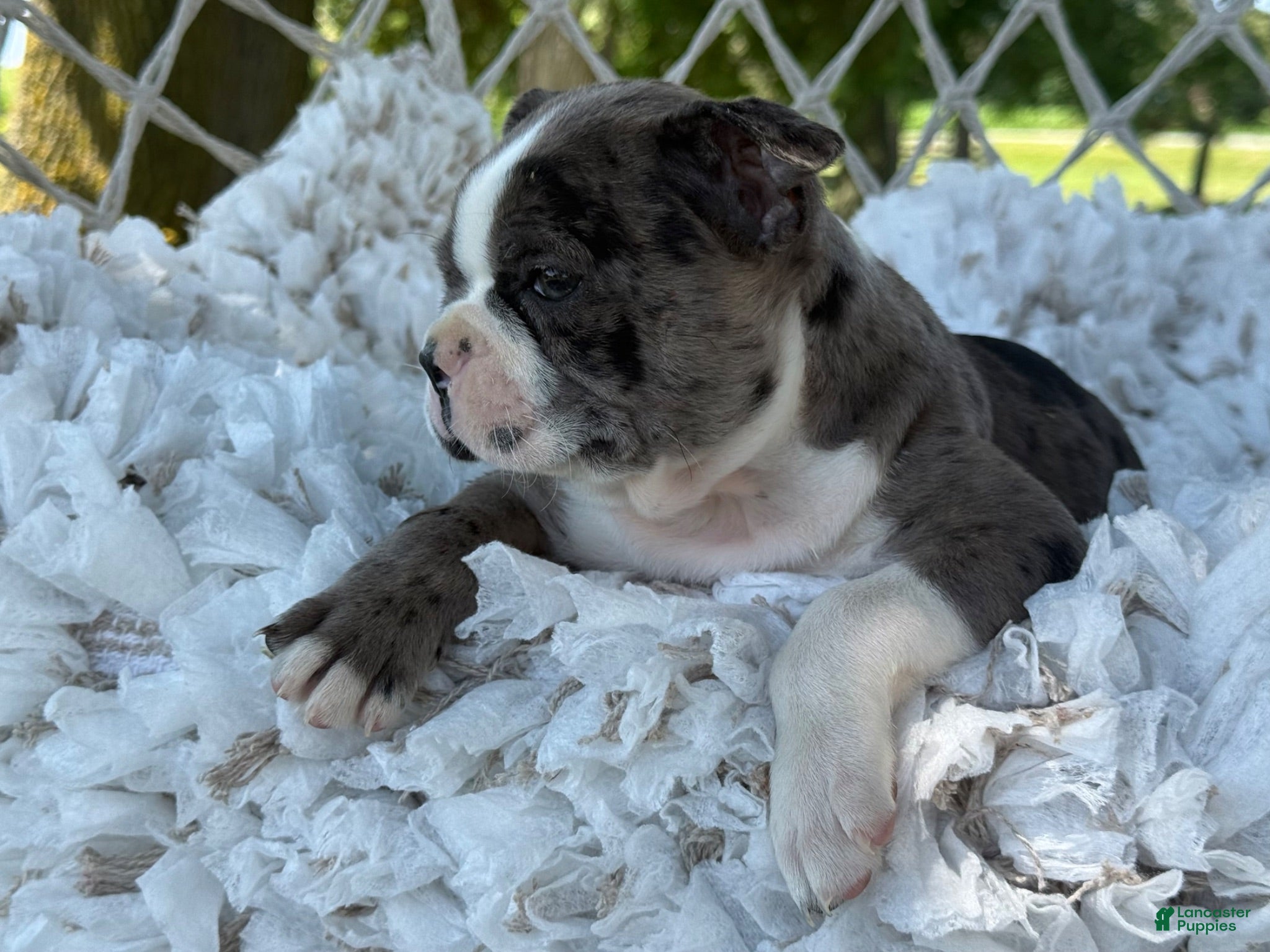 Boston Terrier dogs Macy - Ad 2