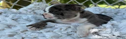 Boston Terrier dogs for sale: Macy - Ad 7