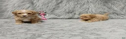 Havapoo dogs for sale: Zoey 🌷 Toy/Minature - Ad 39