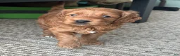 Cockapoo dogs for sale: Cocoa Puff - Ad 1
