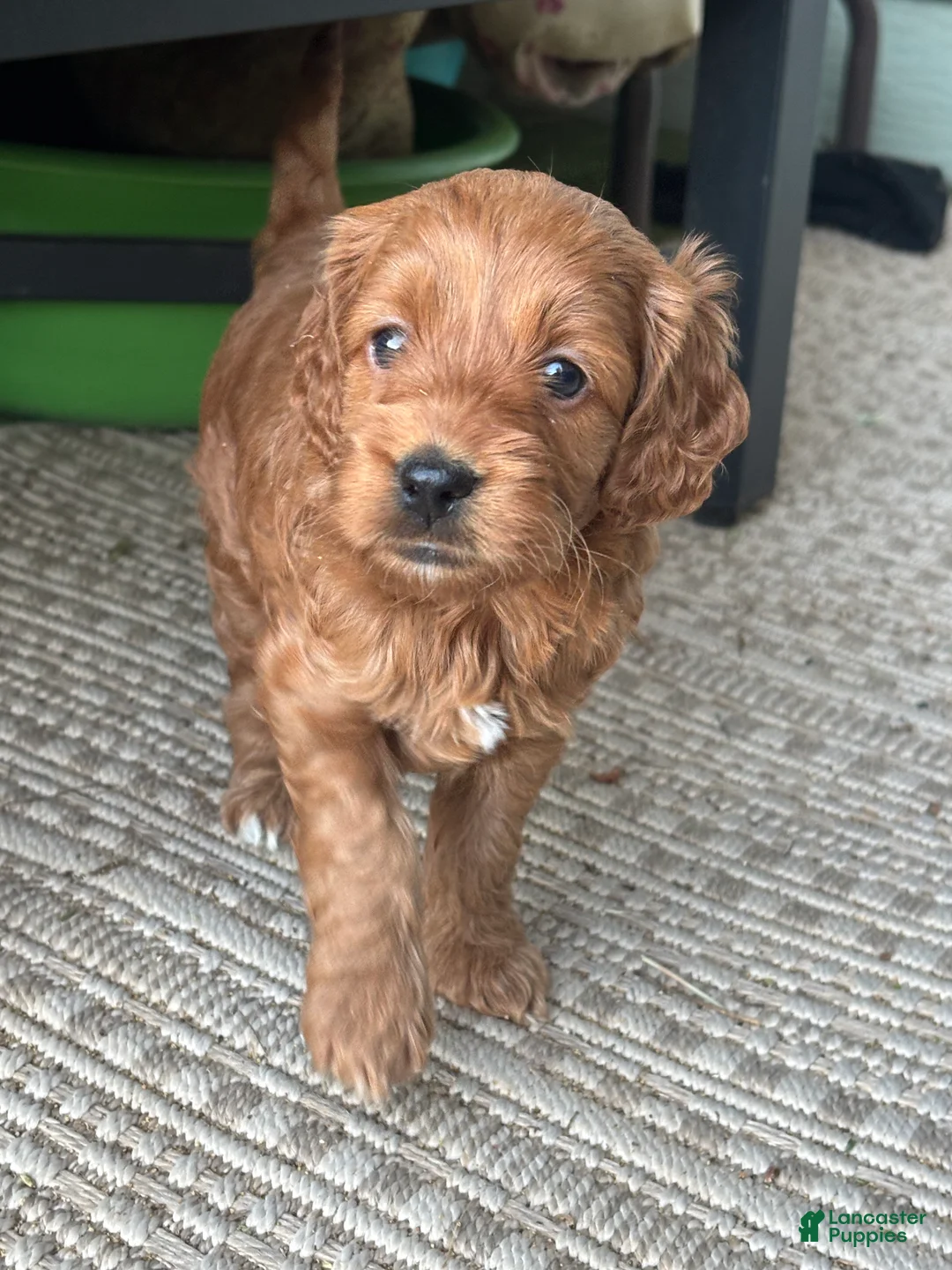 Cockapoo dogs for sale: Cocoa Puff - Ad 1