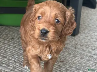 Cockapoo dogs for sale: Cocoa Puff - Ad 1