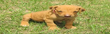 Rhodesian Ridgeback 1