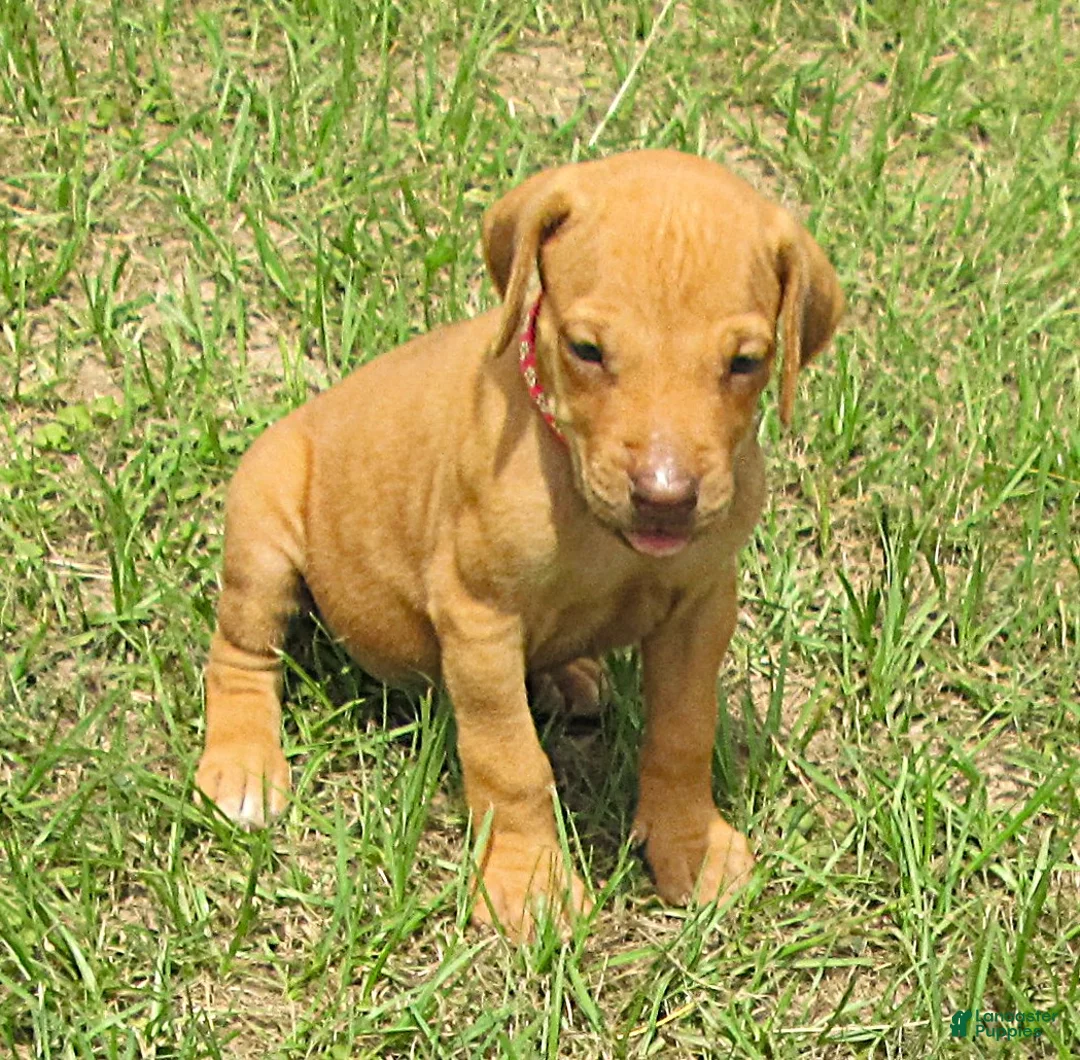 Rhodesian Ridgeback dogs for sale: Rhodesian Ridgeback 1 - Ad 1