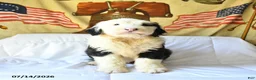 Old English Sheepdog dogs for sale: Zorro - Ad 3