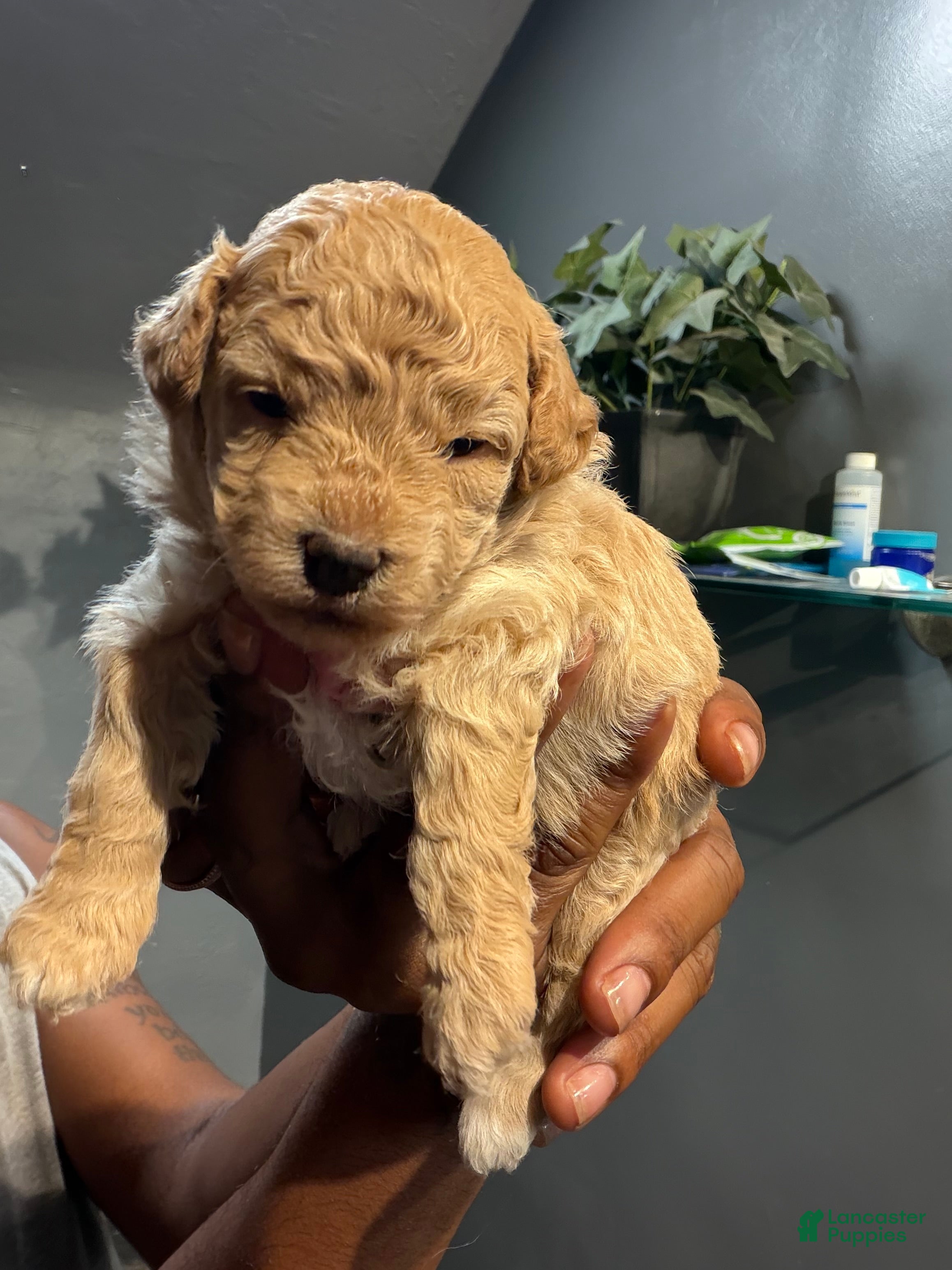 Bichpoo dogs Beyoncé  - Ad 5