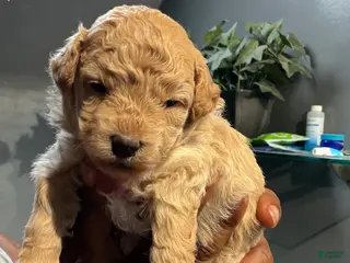 Bichpoo dogs Beyoncé - Ad 5