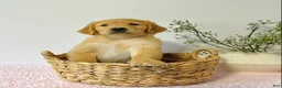 Golden Retriever dogs for sale: Daisy  - Ad 2