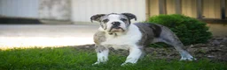 English Bulldog dogs for sale: Splendor English Bulldog crate trained - Ad 8