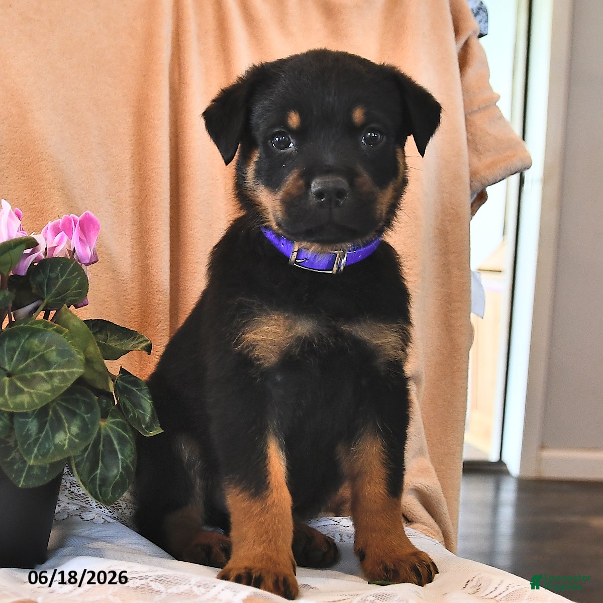 Rottweiler dogs Cowboy - Ad 2