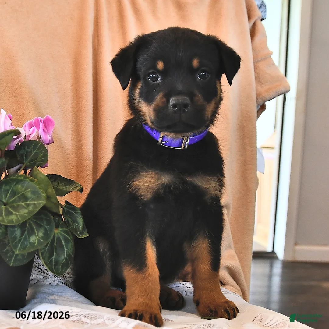 Rottweiler dogs for sale: Cowboy - Ad 2