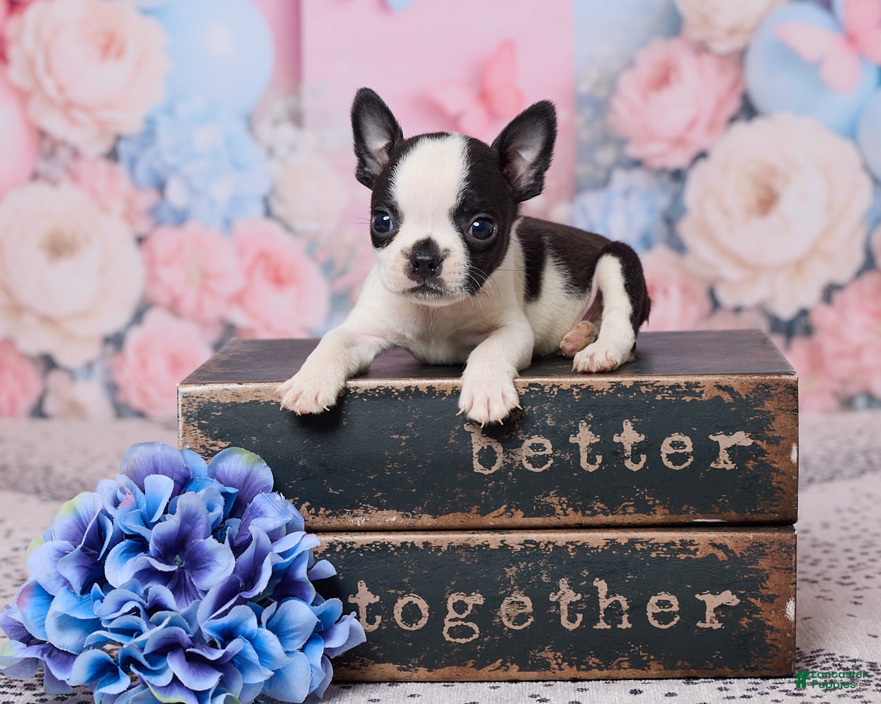 Boston Terrier dogs Jon - Ad 1