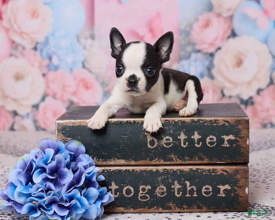 Boston Terrier dogs for sale: Jon - Ad 1