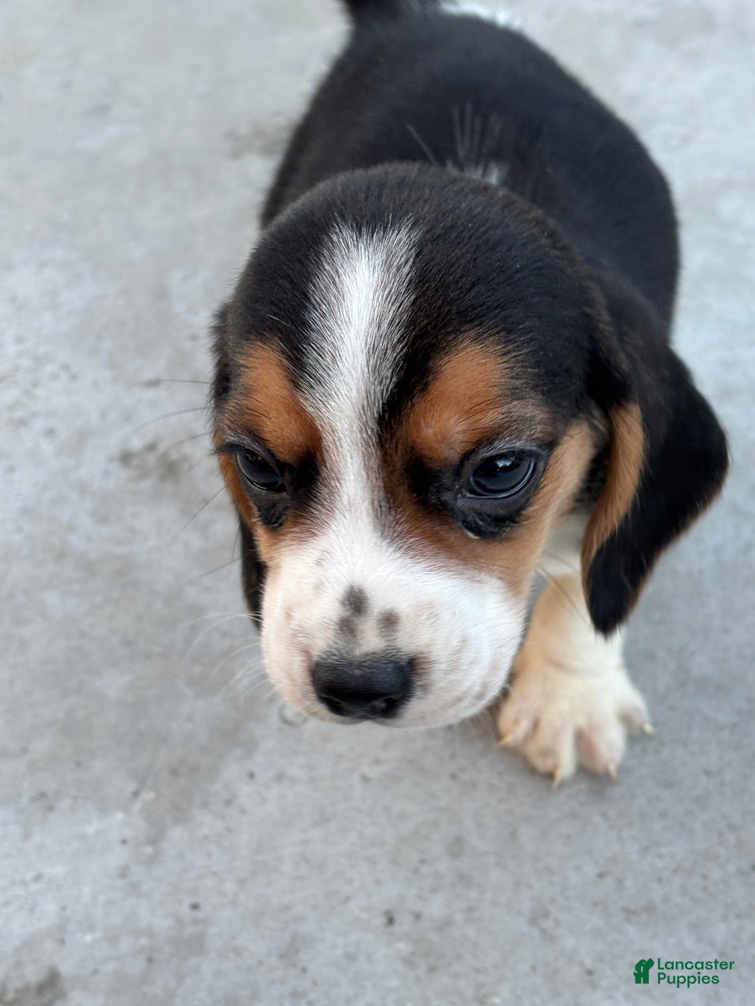 Beagle dogs for sale: Finn - Ad 7